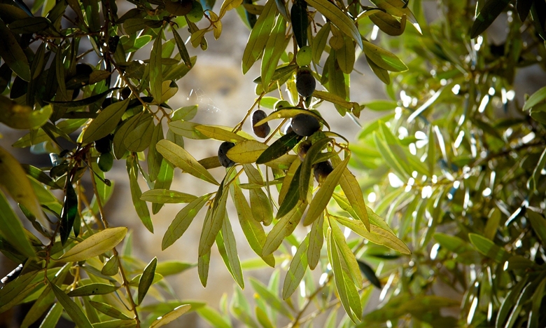 Alentejo não tem onde armazenar tanto azeite