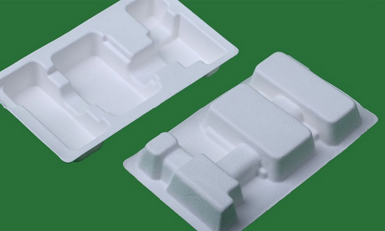 Aluna da UTAD cria embalagens biodegradáveis a partir de fungos