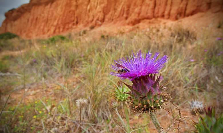 Ambientalistas pedem mais investimento na conservação do património natural português