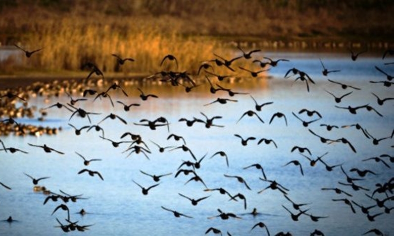 Ambientalistas vão recorrer aos tribunais para travar Aeroporto do Montijo 11 Ambientalistas vão recorrer aos tribunais para travar Aeroporto do Montijo