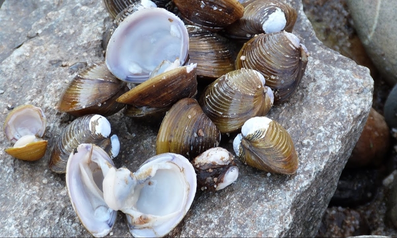 Autoridades apreendem 25 toneladas de amêijoa «sem qualquer controlo sanitário»