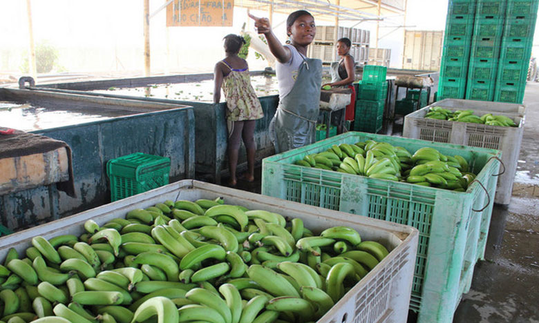 Bananas angolanas em Portugal