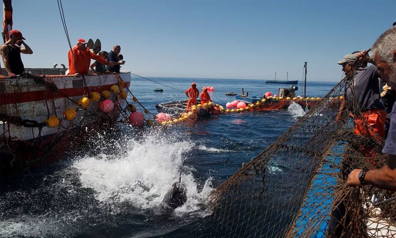 Brexit: UE adota plano de contingência para pescas no caso de saída sem acordo