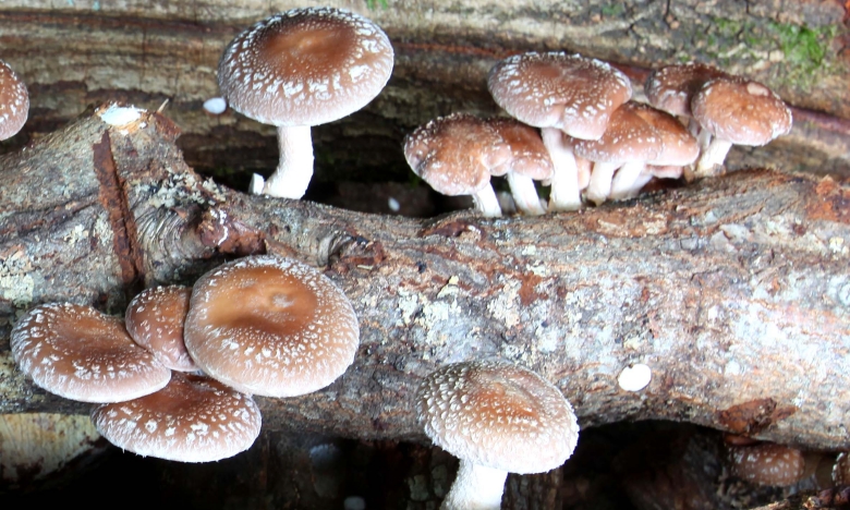 Castro Laboreiro promove cogumelos da região com caminhada