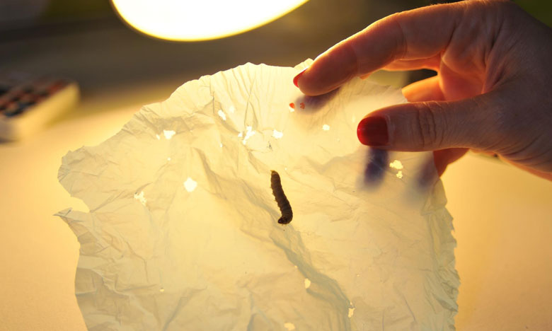 Cientista descobre lagarta que come sacos de plástico