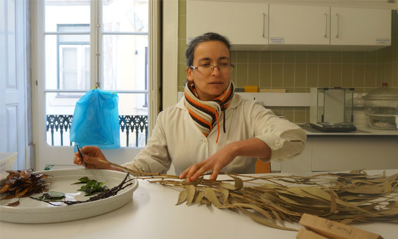 Cientista portuguesa lidera estudo pioneiro do efeito do eucalipto em riachos 11 Cientista portuguesa lidera estudo pioneiro do efeito do eucalipto em riachos