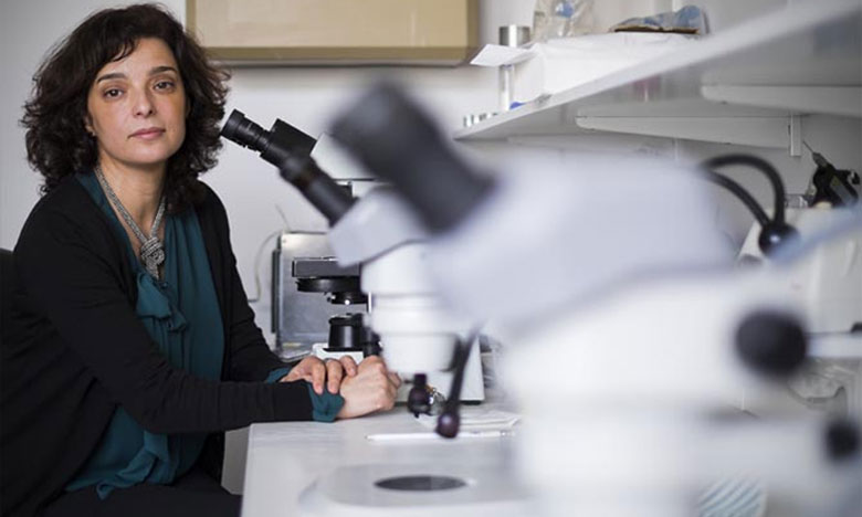 Cientistas portugueses identificam tipo de stresse que mata o parasita da malária