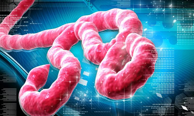 Cientistas portugueses oferecem base de dados sobre o vírus do ébola