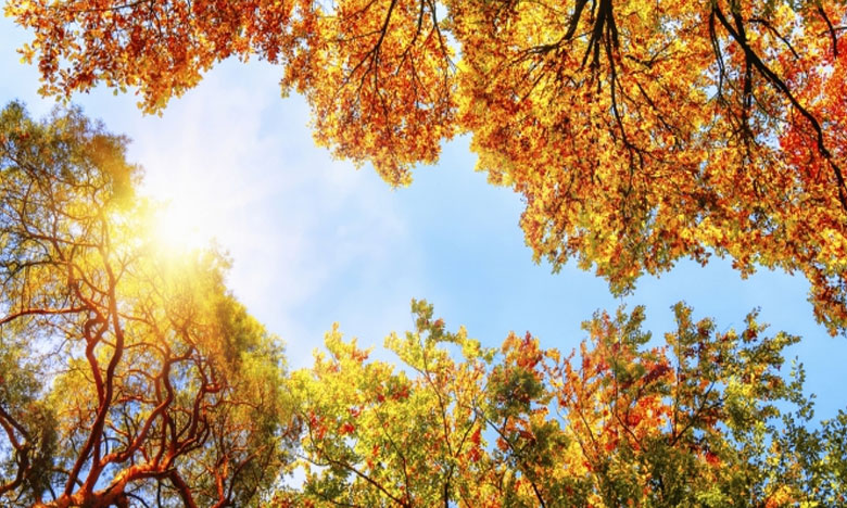 Especialista alerta para os baixos níveis de vitamina D nos portugueses