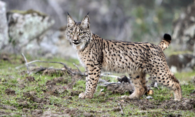Estudo sugere que consumo de azeite põe em risco Lince Ibérico