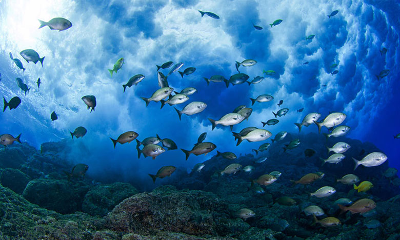 EUA investem em projeto de oceanos do Instituto de Tecnologias da Madeira