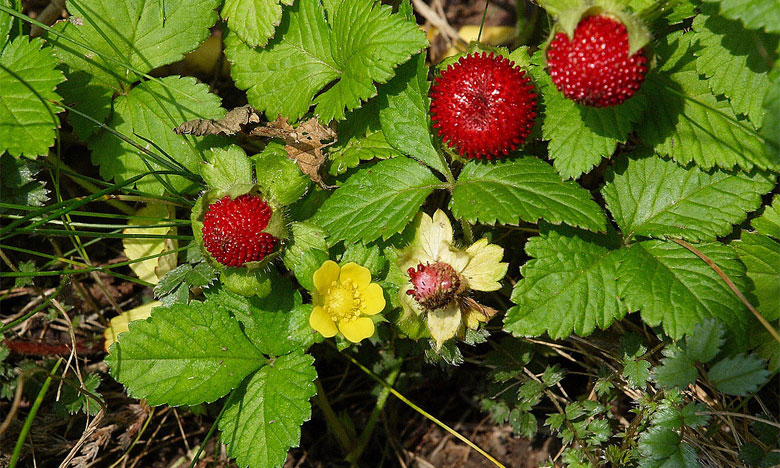 Extrato de morangueiro selvagem pode combater bactéria responsável pelo cancro do estômago