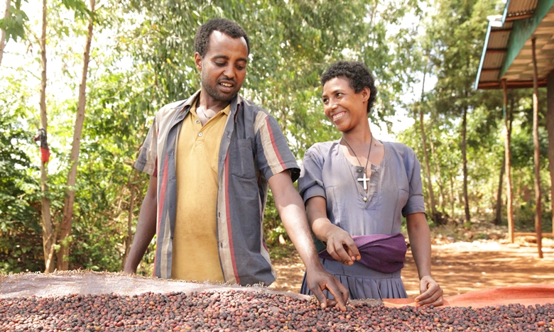 International Coffee Partners apoia pequenos produtores de café na Etiópia