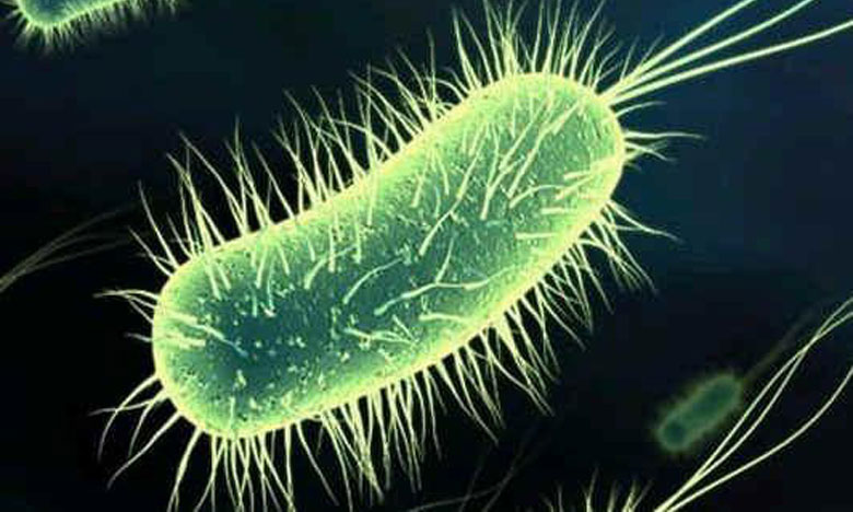 Investigador do Porto recebe bolsa para estudar bactérias fotossíntéticas que podem ter propriedades anticancerígenas