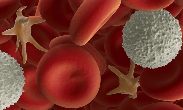 Investigadora portuguesa revela novos factos sobre divisão celular e o seu papel em alguns cancros