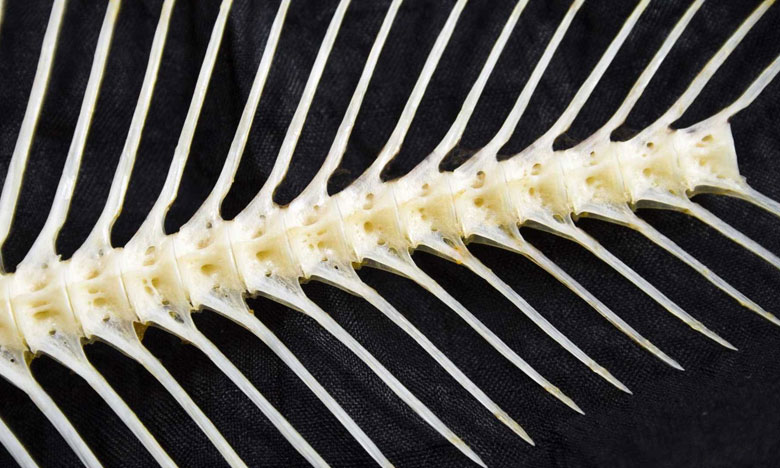 Investigadores aproveitam espinhas de peixe para criar sensores óticos