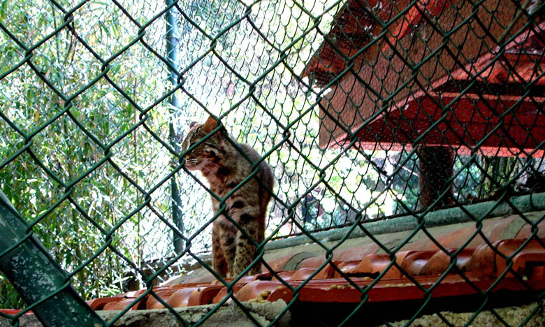 Investigadores da UTAD estudam bem-estar de animais em cativeiro