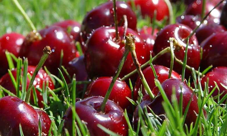 Investigadores portugueses revelam alimentos que ajudam a travar a multiplicação do cancro