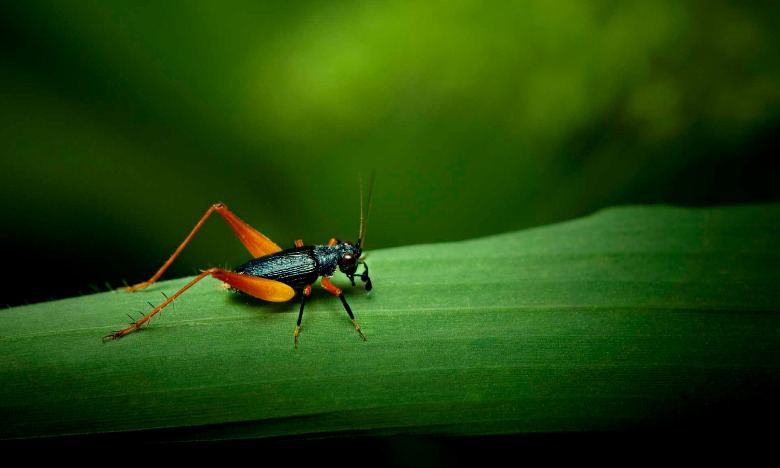 Jovens portugueses levam grilo doméstico a Concurso Europeu de Ciência