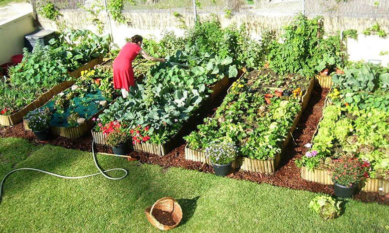 Legumes biológicos em hortas caseiras podem funcionar como vacinas