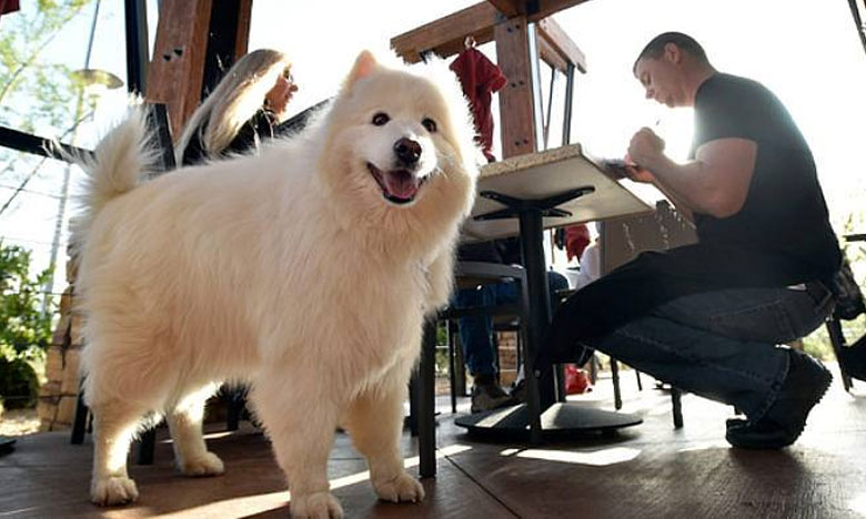 Lei que permite entrada de animais em restaurantes já entrou em vigor