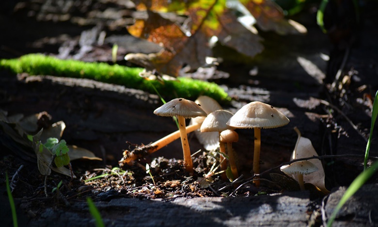 O Míscaros - Festival do Cogumelo do Fundão está de volta ao Alcaide