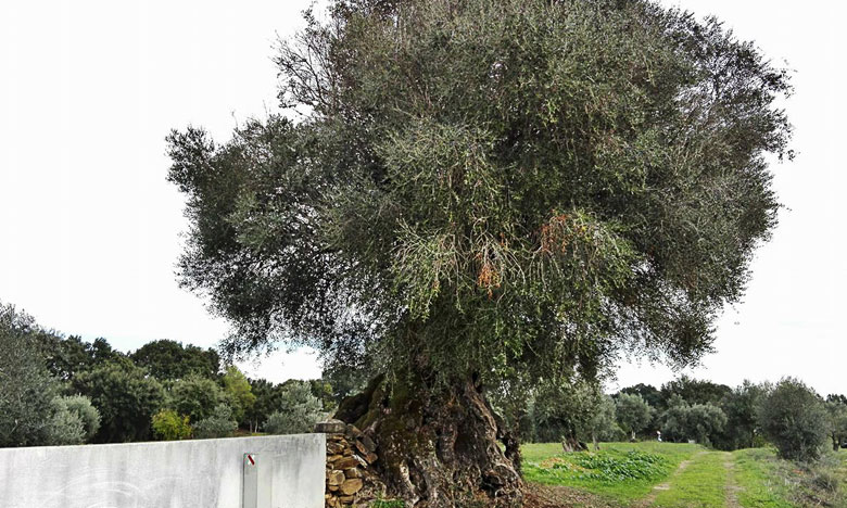 Oliveira milenar de Mouriscas pode estar a caminho de Londres