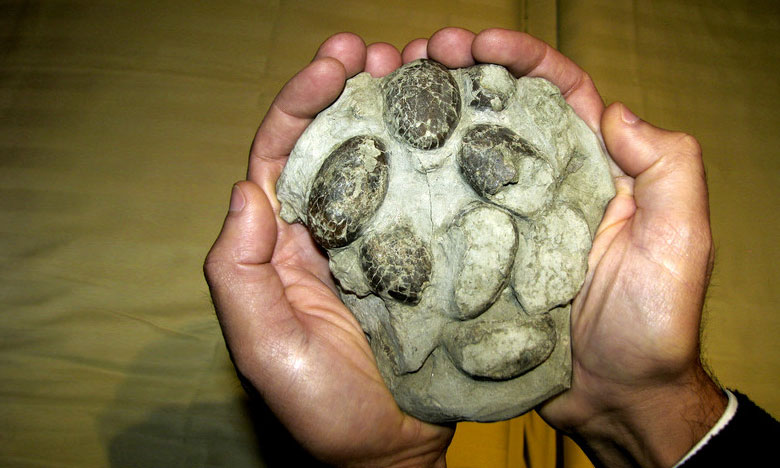 Ovos de crocodilo mais antigos do mundo descobertos na Lourinhã
