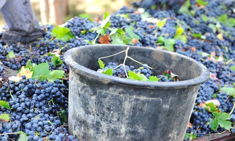 Portugal vai participar na Festa das Vindimas em Paris