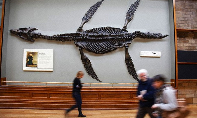 Português descreve nova espécie dos mais antigos plesiossauros