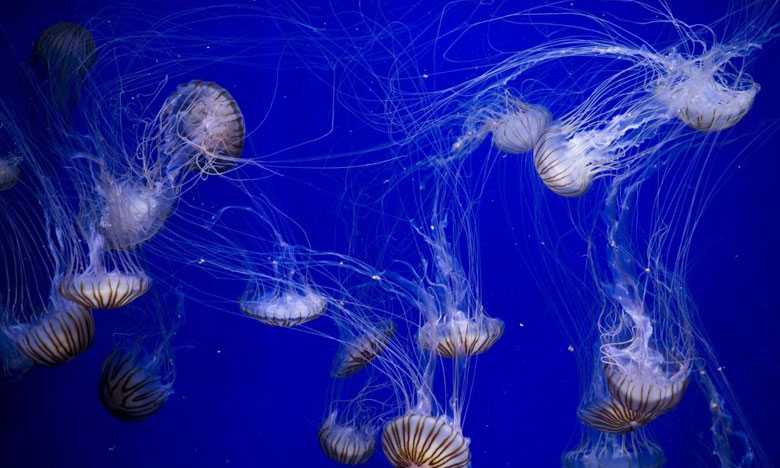 Portugueses ajudam cientistas e recolhem dados sobre alforrecas