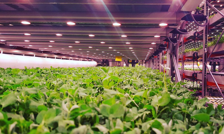 Portugueses criam sistema fechado e automático para cultivo de plantas