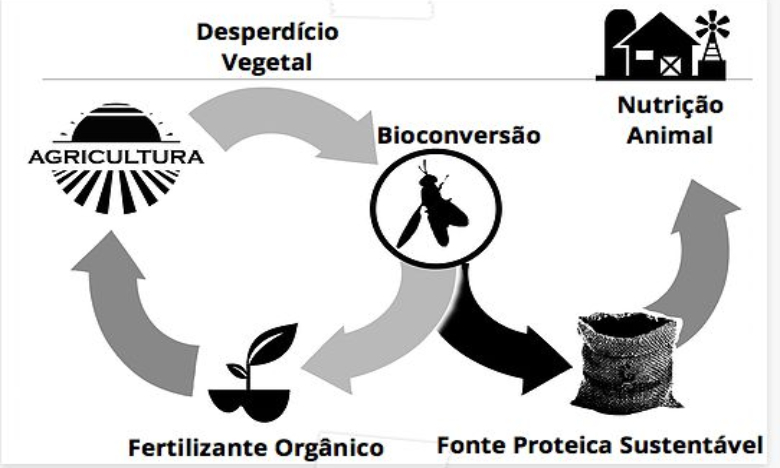 Portugueses estão a desenvolver alimentos que usam insetos como fonte proteica
