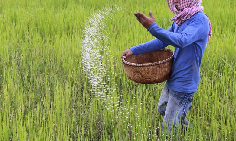Produção de arroz na Guiné-Bissau aumentou 11 Produção de arroz na Guiné-Bissau aumentou