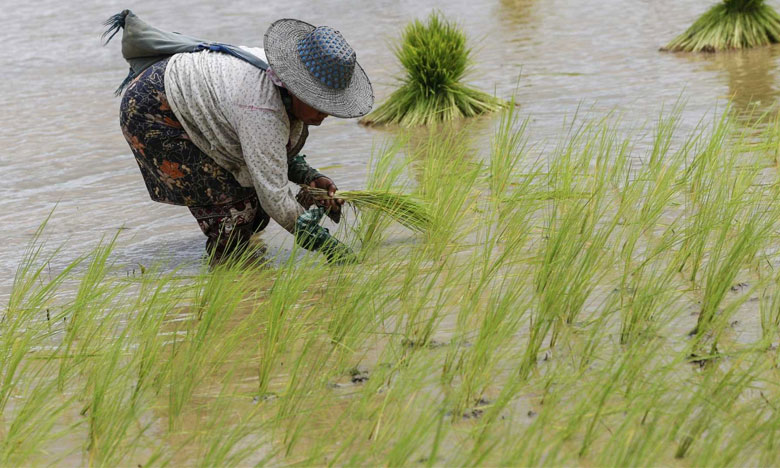 São-Tomé distribui para venda mil toneladas de donativo de arroz da China
