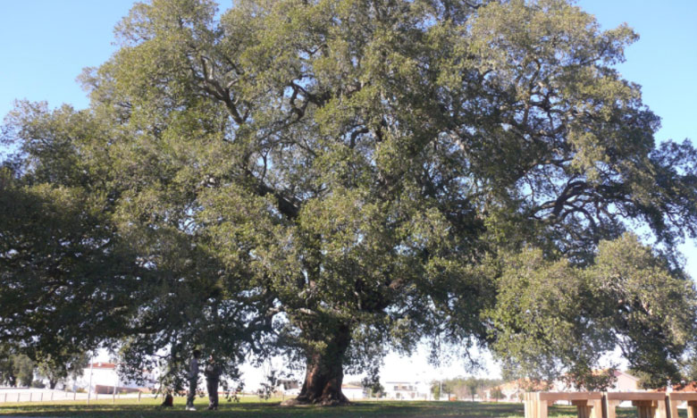 Sobreiro 'assobiador' português eleito Árvore Europeia do Ano