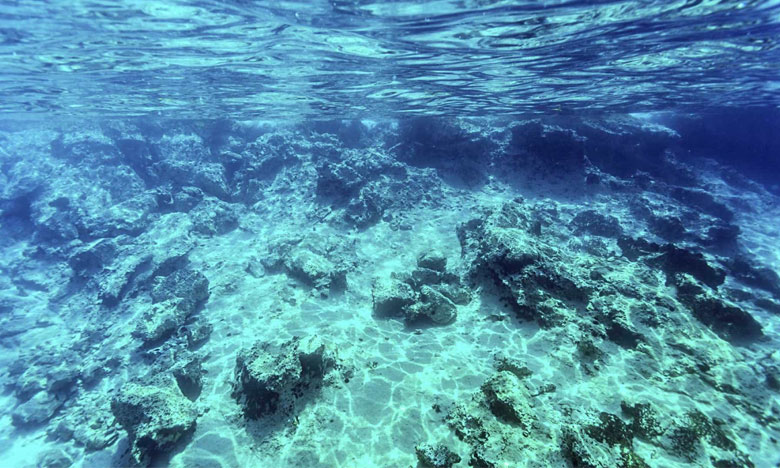 Solução para fim do plástico no mar pode estar num fungo que vive no mar