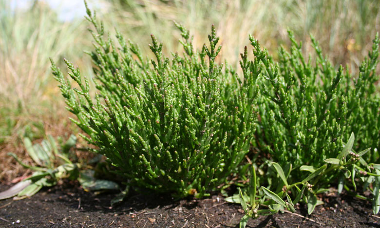 Startup vai produzir salicórnia para fins alimentares