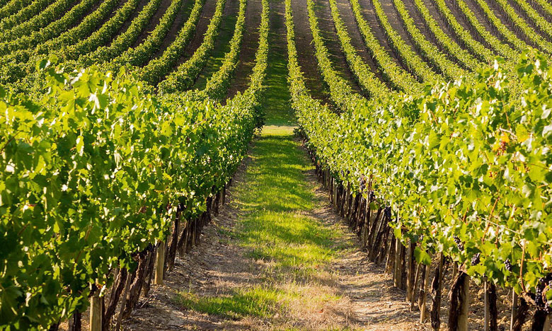 Vinhos do Dão promovem-se no Porto