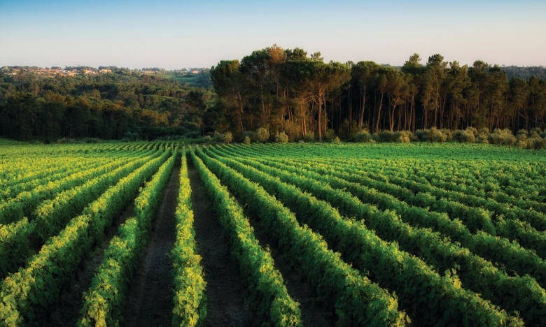 Viseu prepara-se para receber mais uma Festa das Vindimas