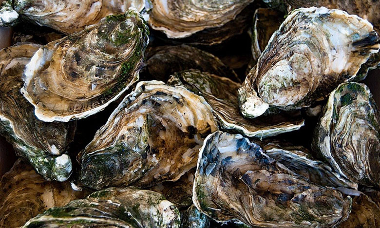 Voltaram as ostras do Sado