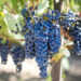 Governo da Madeira estima que produção de uvas em 2020 atinja 4.200 toneladas 22 Governo da Madeira estima que produção de uvas em 2020 atinja 4.200 toneladas