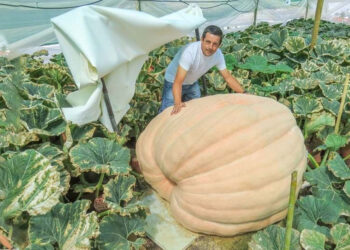 Abóbora com 610 kg produzida no Algarve