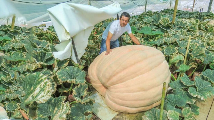 Abóbora com 610 kg produzida no Algarve 11 Abóbora com 610 kg produzida no Algarve