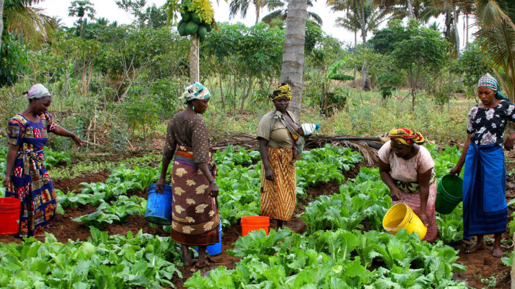 Guiné lança projeto Agricultura Clima-Inteligente para zona leste 11 Guiné lança projeto Agricultura Clima-Inteligente para zona leste