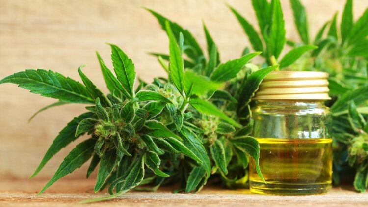 Portugal tem a maior plantação de canábis medicinal da Europa