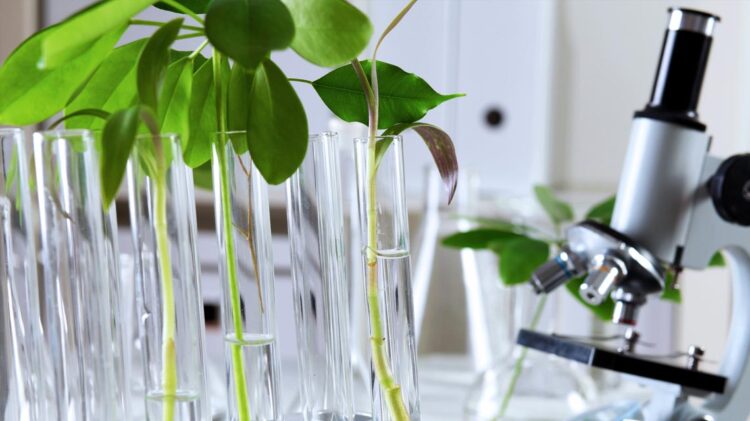 Moçambique: Instituto de Saúde investiga cura Covid-19 através de plantas