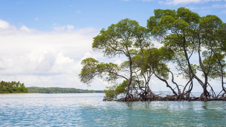 CPLP quer reforçar participação e ter única voz nas convenções sobre o ambiente