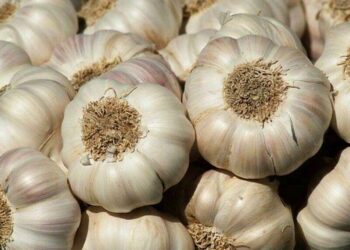 Como o alho combate constipações. Tudo de acordo com a ciência