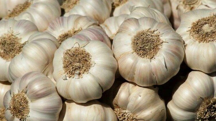 Como o alho combate constipações. Tudo de acordo com a ciência